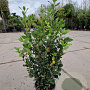 Quercus ilex 60-80 cm 3,0L