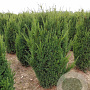 Taxus media 'Hillii' 140-160 cm met kluit