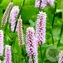 Persicaria bistorta 'Superba' GM P9