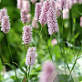 Persicaria bistorta 'Superba' GM P9