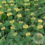 Phlomis russeliana GM P9