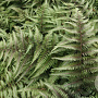 Athyrium niponicum 'Red Beauty' GM P9