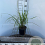 Calamagrostis acut. 'Karl Foerster' 30-40 cm 2,5L