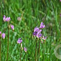 Dodecatheon jeffreyi GM P9