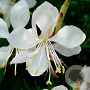 Gaura l. 'Short Form' GM P9