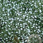 Gypsophila cerast. 'Plena White' GM P9