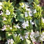 Hyssopus officinalis 'Albus' GM P9