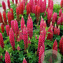 Lupinus 'The Pages' GM P9