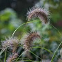 Pennisetum al. 'Weserbergland' GM P9