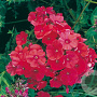 Phlox (P) 'Tenor' GM P9