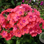 Phlox (P) 'Spitfire' GM P9