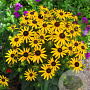 Rudbeckia f. 'Little Goldstar' GM P9