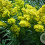 Solidago 'Praecox' GM P9