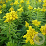Solidago 'Spätgold' GM P9
