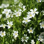 Stellaria holostea GM P9