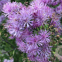 Thalictrum 'Elin' GM P9