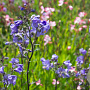 Polemonium yezoense 'Bressingham Purple' GM P9