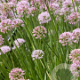 Allium 'Summer Beauty' GM P9