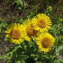 Pulicaria dysenterica GM P9