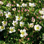 Saxifraga arendsii 'Ice Colours Appleblossom' GM P9