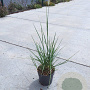 Sesleria autumnalis GM C1.3