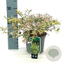 Abelia grandifl. 'Hopleys' 20-25 cm 2,0L