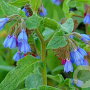 Symphytum azureum GM 2,0L