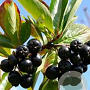 Aronia melanocarpa 'Viking' 25-30 cm 2,0L