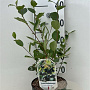 Aronia prunifolia 'Nero' 30-40 cm 3,0L