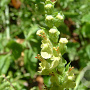 Teucrium scorodonia GM P9