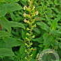 Teucrium scorodonia GM P9