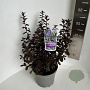 Ceanothus 'Tuxedo' 40-50 cm 5,0L