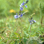 Veronica austriaca teucrium GM P9