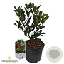 Ilex aquifolium 30-40 cm 3,0L