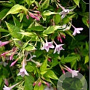 Jasminum stephanense 100-125 cm 3,0L Gestokt