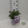 Kalmia latifolia 25-30 cm 3,5L