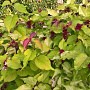 Leycesteria formosa Golden Lanterns 30-40 cm 2,0L