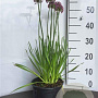 Allium 'Millenium' GM 2,0L