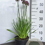 Allium 'Millenium' GM 2,0L