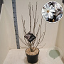 Magnolia stellata 60-80 cm 10L