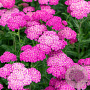 Achillea millefolium 'Skysail Bright Pink' GM P9