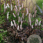 Actaea simplex 'Pink Spike' GM P9