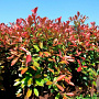 Photinia fraseri 'Birmingham' 30-40 cm 3,0L