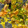 Physocarpus op. Little Leena 30 cm 3,0L