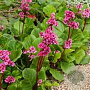 Bergenia cordifolia 'Rotblum' GM P9