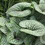 Brunnera macrophylla 'Sea Heart' C1.5 wortelecht