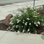 Buddleja davidii 'Free Petite Snow White' 30-40 cm 3,0L