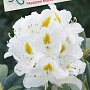Rhododendron 'Madame Masson' 70-80 cm 40L