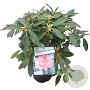 Rhododendron (Y) 'Percy Wiseman' 30-40 cm 5,0L struik