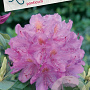 Rhododendron ponticum 60-70 cm 20L